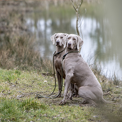 Weimaraner pup Jari van de Tuindershof.